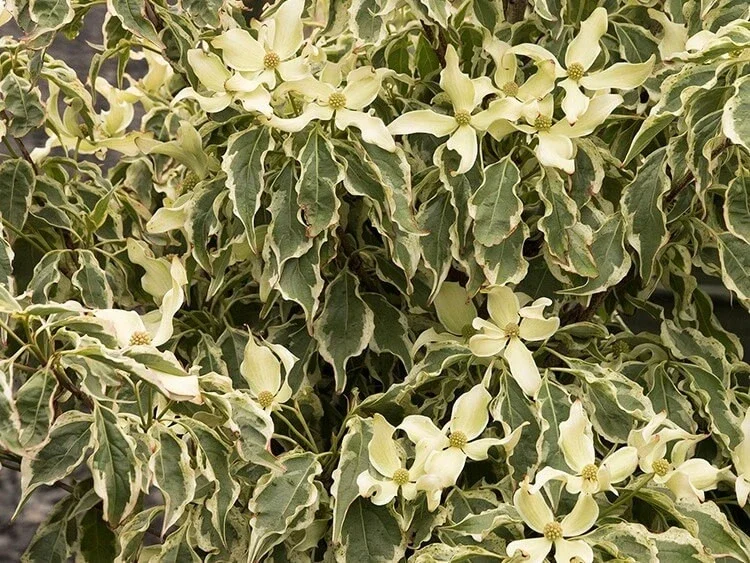 Wolf Eyes Kousa Dogwood Variegated Live Plant 18+ Inches Outdoor Bare Root Tree - Image 2