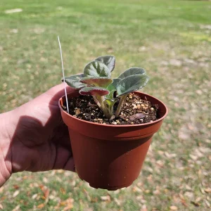 Wranglers Spanish Cavalier African Violet Live Plant - 4 Inch Pot - Indoor - Image 2