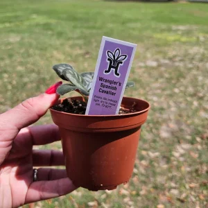 Wranglers Spanish Cavalier African Violet Live Plant - 4 Inch Pot - Indoor - Image 3