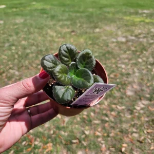 Wranglers Spanish Cavalier African Violet Live Plant - 4 Inch Pot - Indoor - Image 4