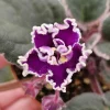 Wranglers Spanish Cavalier African Violet Live Plant - 4 Inch Pot - Indoor - Image 1