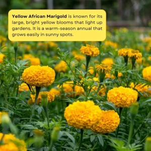 Yellow African Marigold Live Plant – 5-7 Inch Tall Vibrant Flowers – Indoor/Outdoor - Image 2