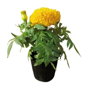 Yellow African Marigold Live Plant – 5-7 Inch Tall Vibrant Flowers – Indoor/Outdoor - Image 1