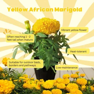 Yellow African Marigold Live Plant – 5-7 Inch Tall Vibrant Flowers – Indoor/Outdoor - Image 3