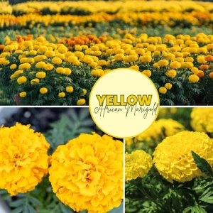 Yellow African Marigold Live Plant – 5-7 Inch Tall Vibrant Flowers – Indoor/Outdoor - Image 4