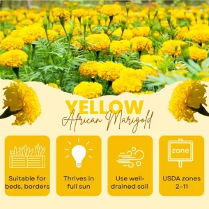 Yellow African Marigold Live Plant – 5-7 Inch Tall Vibrant Flowers – Indoor/Outdoor - Image 5