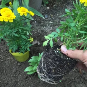 Yellow African Marigold Live Plant – 5-7 Inch Tall Vibrant Flowers – Indoor/Outdoor - Image 6