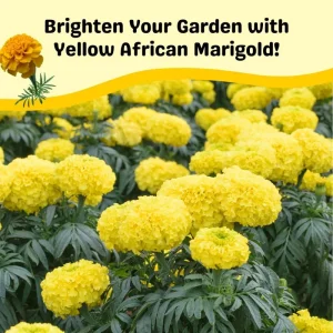 Yellow African Marigold Live Plant – 5-7 Inch Tall Vibrant Flowers – Indoor/Outdoor - Image 7