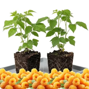 Yellow Anne Raspberry Plant - Live Bare Root Cane, 6-12 Inch Tall, Outdoor - Image 2