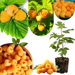 Yellow Anne Raspberry Plant - Live Bare Root Cane, 6-12 Inch Tall, Outdoor - Image 5