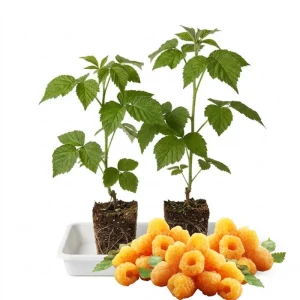 Yellow Anne Raspberry Plant - Live Bare Root Cane, 6-12 Inch Tall, Outdoor - Image 6