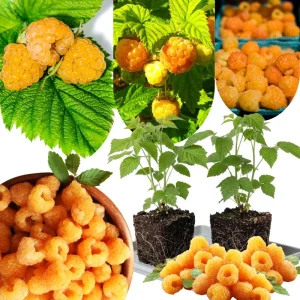 Yellow Anne Raspberry Plant - Live Bare Root Cane, 6-12 Inch Tall, Outdoor - Image 8