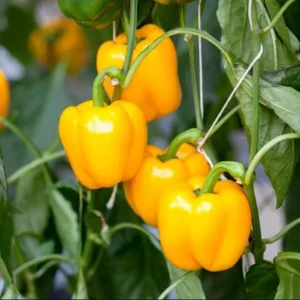 Yellow Bell Pepper Live Plant - 3-5 Inch Tall, 2 Plants for Garden - Image 2
