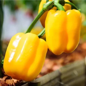 Yellow Bell Pepper Live Plant - 3-5 Inch Tall, 2 Plants for Garden - Image 3