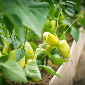 Yellow Bell Pepper Live Plant - 3-5 Inch Tall, 2 Plants for Garden - Image 4