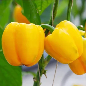 Yellow Bell Pepper Live Plant - 3-5 Inch Tall, 2 Plants for Garden - Image 6