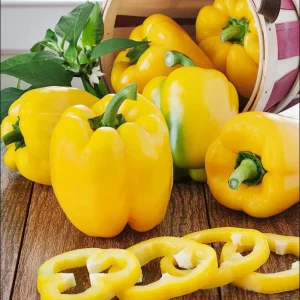 Yellow Bell Pepper Live Plant - 3-5 Inch Tall, 2 Plants for Garden - Image 8