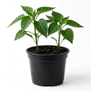 Yellow Bell Pepper Live Plant, 4-6 Inch Starter in 4 Inch Pot - Sweet Vegetable - Image 2