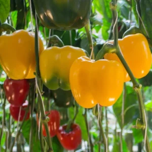 Yellow Bell Pepper Live Plant, 4-6 Inch Starter in 4 Inch Pot - Sweet Vegetable - Image 3