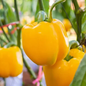 Yellow Bell Pepper Live Plant, 4-6 Inch Starter in 4 Inch Pot - Sweet Vegetable - Image 4