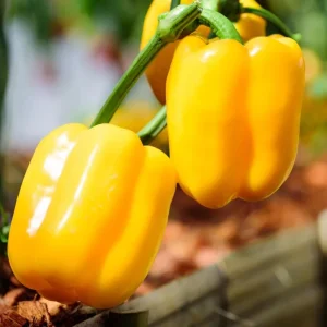 Yellow Bell Pepper Live Plant, 4-6 Inch Starter in 4 Inch Pot - Sweet Vegetable - Image 5