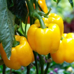 Yellow Bell Pepper Live Plant, 4-6 Inch Starter in 4 Inch Pot - Sweet Vegetable - Image 6
