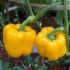 Yellow Bell Pepper Live Plant, 4-6 Inch Starter in 4 Inch Pot - Sweet Vegetable - Image 1