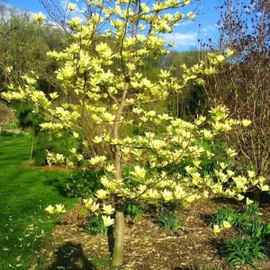 Yellow Bird Magnolia Live Plant – 6-12 Inch Tall Tree in Pot – Outdoor - Image 10