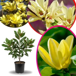 Yellow Bird Magnolia Live Plant – 6-12 Inch Tall Tree in Pot – Outdoor - Image 2