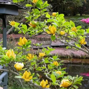Yellow Bird Magnolia Live Plant – 6-12 Inch Tall Tree in Pot – Outdoor - Image 3