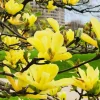 Yellow Bird Magnolia Live Plant – 6-12 Inch Tall Tree in Pot – Outdoor - Image 1