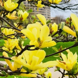 Yellow Bird Magnolia Live Plant – 6-12 Inch Tall Tree in Pot – Outdoor - Image 1