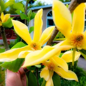 Yellow Bird Magnolia Live Plant – 6-12 Inch Tall Tree in Pot – Outdoor - Image 6