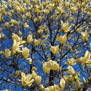 Yellow Bird Magnolia Live Plant – 6-12 Inch Tall Tree in Pot – Outdoor - Image 8