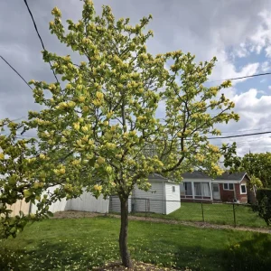 Yellow Bird Magnolia Live Plant – 6-12 Inch Tall Tree in Pot – Outdoor - Image 9