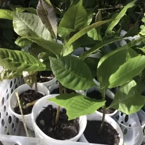 Yellow Cashew Tree Live Plant - 4-8 inch Tropical Fruit Tree for Outdoor - Image 2