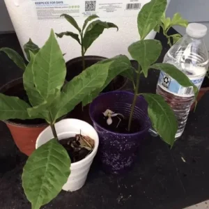 Yellow Cashew Tree Live Plant - 4-8 inch Tropical Fruit Tree for Outdoor - Image 3