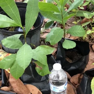 Yellow Cashew Tree Live Plant - 4-8 inch Tropical Fruit Tree for Outdoor - Image 4