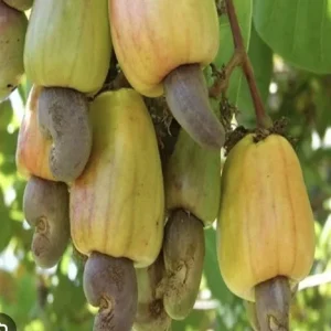 Yellow Cashew Tree Live Plant - 4-8 inch Tropical Fruit Tree for Outdoor - Image 5