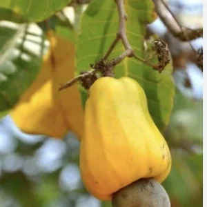 Yellow Cashew Tree Live Plant - 4-8 inch Tropical Fruit Tree for Outdoor - Image 6