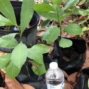 Yellow Cashew Tree Live Plant - 4-8 inch Tropical Fruit Tree for Outdoor - Image 7