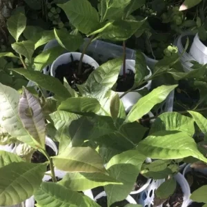 Yellow Cashew Tree Live Plant - 4-8 inch Tropical Fruit Tree for Outdoor - Image 8