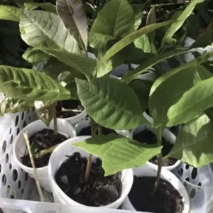 Yellow Cashew Tree Live Plant – 5-8 inch – Yellow Fruit – Bare Root – Outdoor - Image 2