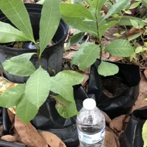 Yellow Cashew Tree Live Plant – 5-8 inch – Yellow Fruit – Bare Root – Outdoor - Image 4