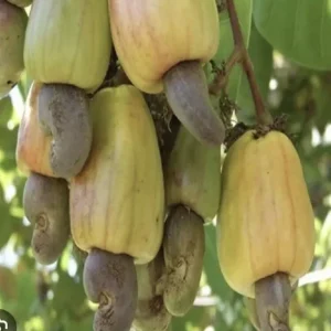 Yellow Cashew Tree Live Plant – 5-8 inch – Yellow Fruit – Bare Root – Outdoor - Image 5