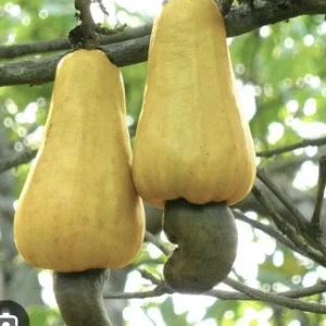 Yellow Cashew Tree Live Plant – 5-8 inch – Yellow Fruit – Bare Root – Outdoor - Image 1