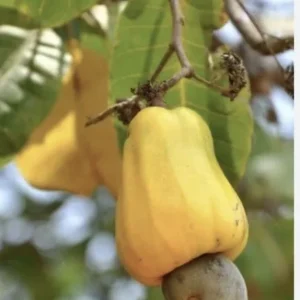 Yellow Cashew Tree Live Plant – 5-8 inch – Yellow Fruit – Bare Root – Outdoor - Image 6