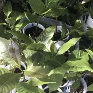 Yellow Cashew Tree Live Plant – 5-8 inch – Yellow Fruit – Bare Root – Outdoor - Image 7