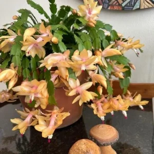 Yellow Christmas Cactus Live Plant - Schlumbergera Flower Succulent - 2 Inch Pot - Image 2