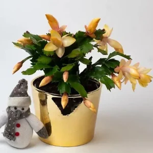 Yellow Christmas Cactus Live Plant - Schlumbergera Flower Succulent - 2 Inch Pot - Image 3